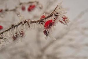 beautiful shrub with red fruits covered with white frost photo