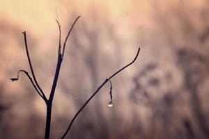 autumn plants with drops of water after the November freezing rain photo