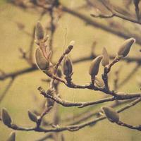 natural willow little willow twig with catkins photo