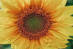 amarillo girasol flor de cerca formando un natural antecedentes foto