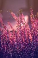 purple heather in the autumn garden with warm sunshine photo