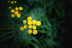 yellow flower on a green background in autumn meadow in close-up photo