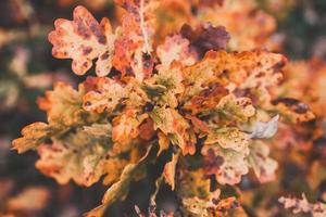 red oak leaves on an autumn tree in a park in close-up photo