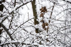 marrón hoja en un árbol rama en contra un antecedentes de blanco nieve en un invierno día en de cerca foto