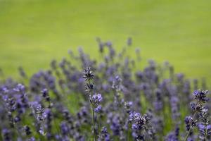 verano hierba lavanda flor creciente en el jardín foto