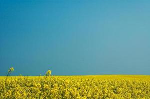 beautiful calm minimalistic yellow spring rape field against a blue cloudless idyllic peace sky colors of the ukrainian flag photo