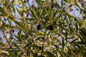 black ripe organic olives on the autumn tree in front of thugs on a warm sunny day photo