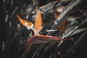 naranja real Strelitzia en el jardín en el calentar rayos de el Dom foto