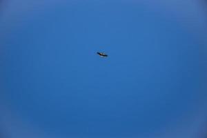 free wild black and white stork in flight against the background of the springtime cloudless blue sky photo