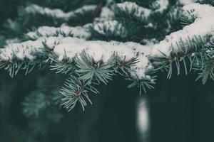 green branch of pine conifer covered with white fresh snow close-up in park photo