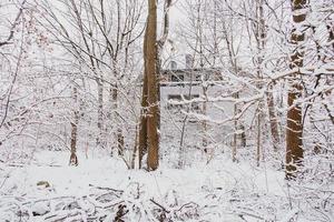 winter natural landscape with snow-covered trees in the forest and a narrow path photo