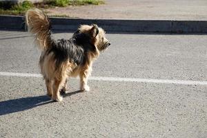 A stray dog crosses an asphalt road photo