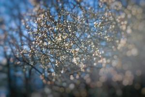 spring tree blooming in pink in close-up outdoors in the warm sunshine photo