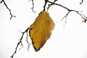 autumn golden leaves on a tree on a light background photo