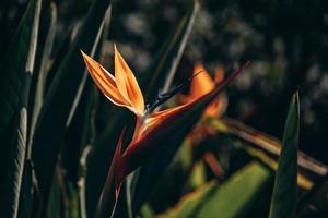 naranja real Strelitzia en el jardín en el calentar rayos de el Dom foto