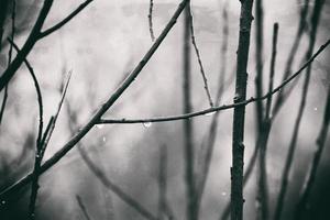 autumn plants with drops of water after the November freezing rain photo