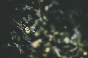 green autumn acorns on the branch of an oak among the leaves photo