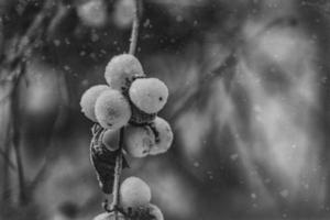 withered delicate fruit in the garden on a cold frosty day while falling white snow photo