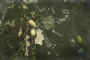 green autumn acorns on the branch of an oak among the leaves photo