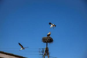 free birds storks on a background of the blue sky in flight fighting for gniazo in the spring photo