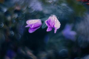 little wild purple flower in the sunshine with vintage bokeh photo