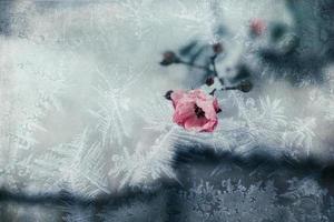 pink rose with white snow in the garden on a frosty day photo