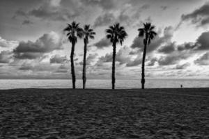 seaside landscape peace and quiet sunset and four palm trees on the beach photo