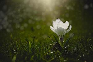 spring flowers crocuses in the garden in the warm rays of the afternoon sun photo