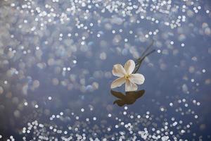 close-up beautiful small delicate single jasmine flower for background photo