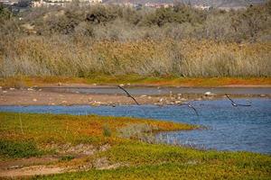 natural paisaje lago en el Español canario isla gran canaria en maspalomas con agua, dunas plantas y salvaje aves foto