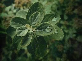 summer plant with raindrops on green leaves photo