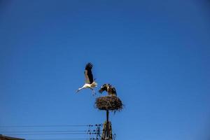 free birds storks on a background of the blue sky in flight fighting for gniazo in the spring photo