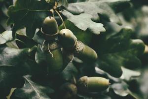 green autumn acorns on the branch of an oak among the leaves photo