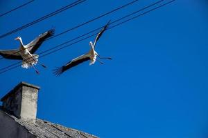 free wild black and white stork in flight against the background of the springtime cloudless blue sky photo