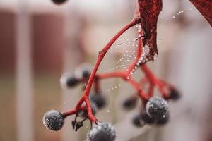 otoño oscuro azul salvaje Fruta con telaraña y agua gotas de cerca foto