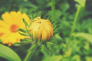 yellow flowers growing in the garden among green foliage background on a warm summer day in close-up photo