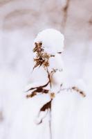 antiguo marchito campo flor en invierno Nevado día en el prado en de cerca foto