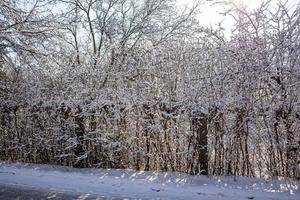 winter background with thin snow-covered tree branches close-up photo