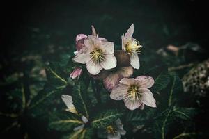 spring pale pink hellebore against the background of dark green leaves in the park photo