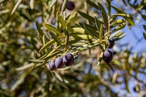 black ripe organic olives on the autumn tree in front of thugs on a warm sunny day photo