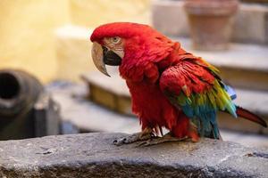 red big macaw parrot bird in closeup photo