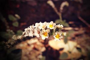 pequeño blanco flor en de cerca en un caliente día foto