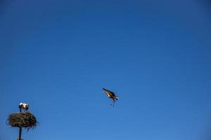 gratis aves cigüeñas en un antecedentes de el azul cielo en vuelo luchando para gniazo en el primavera foto