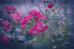 Rosa en el jardín en contra el antecedentes de verde hojas foto