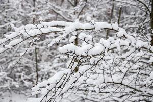 invierno natural paisaje con cubierto de nieve arboles en el bosque y un estrecho camino foto