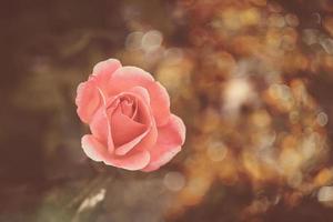 beautiful  rose in warm autumn sun in closeup and bokeh photo