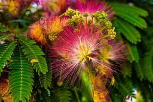 delicate Albizia Julibrissin tree on a warm sunny summer day in close-up photo