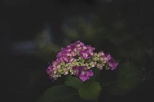 flores rosado hortensia en el jardín en contra el antecedentes de verde hojas de cerca foto