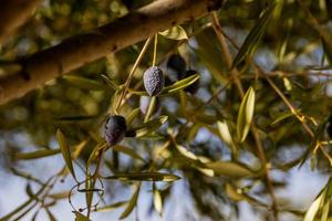 black ripe organic olives on the autumn tree in front of thugs on a warm sunny day photo