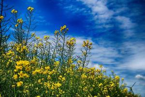 picturesque spring landscape with blue sky and green fields photo